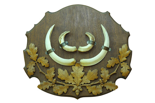 wild boar hunting trophy