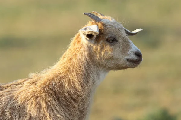 Молодой милый портрет козы — стоковое фото