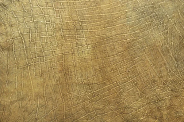 Texture réelle de cuir d'éléphant d'Afrique — Photo