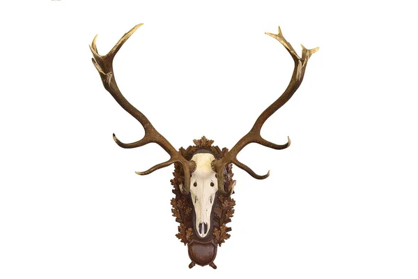 Beautiful Cervus elaphus hunting trophy on white — Stock Photo, Image