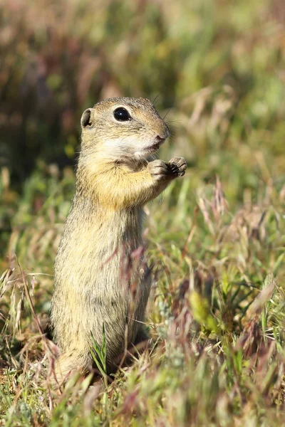 European ground squirrel closeup — Stock Photo, Image