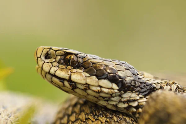 Imagem macro de cabeça de víbora prado húngaro — Fotografia de Stock