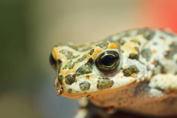 Retrato de sapo verde europeu bonito — Fotografia de Stock