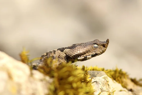 Nariz víbora con cuernos primer plano de cabeza víbora con cuernos primer plano de cabeza — Foto de Stock