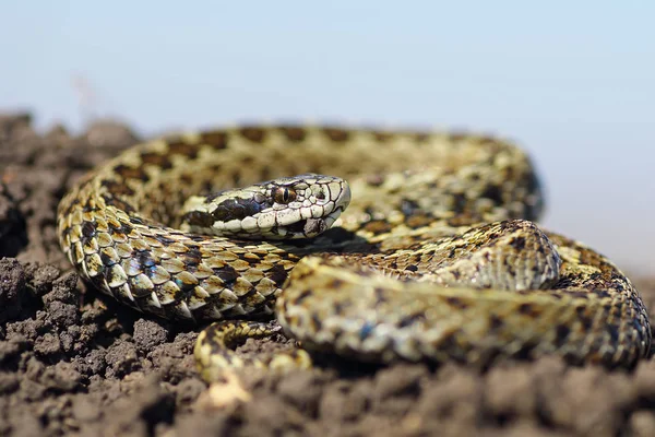 Male meadow viper basking on ground — Stock Photo, Image