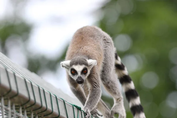 Anel de cauda lemur close up — Fotografia de Stock