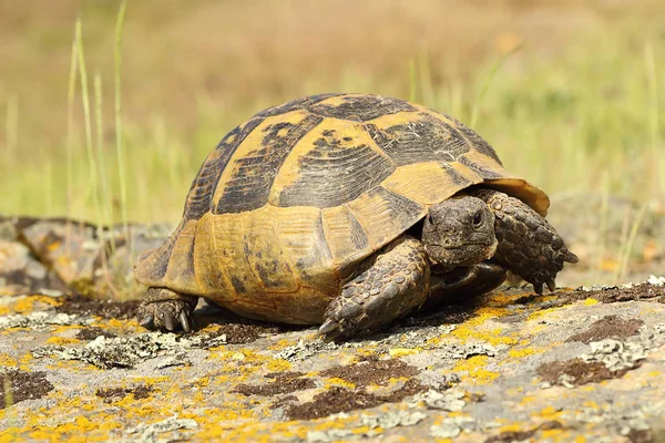 Tortuga de muslo espolón caminando sobre una roca — Foto de Stock