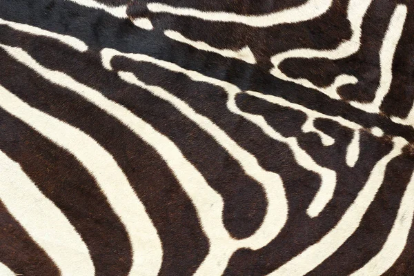 Texture of wild zebra natural pelt — Stock Photo, Image