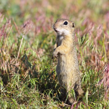 Paniğe Avrupa zemin sincap