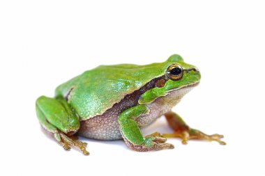 colorful green tree frog on white background clipart