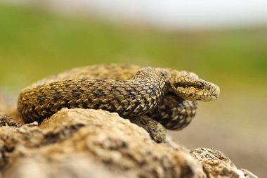 meadow viper basking in sittu clipart