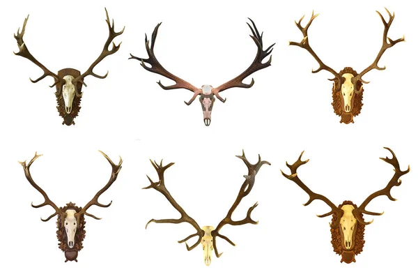 Collection of huge red deer buck hunting trophies — Stock Photo, Image