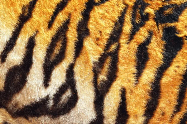 Close up de tigre couro bonito — Fotografia de Stock