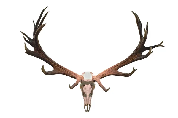 Monster deer hunting trophy — Stock Photo, Image