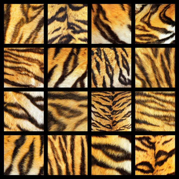 Coleção de detalhes de pele de tigre — Fotografia de Stock