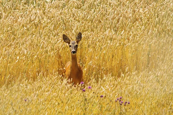 Corça corça em belo campo de trigo — Fotografia de Stock