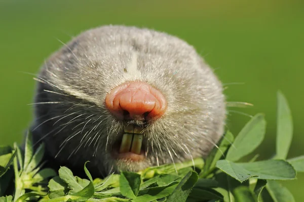 Porträtt av mindre mole rat — Stockfoto