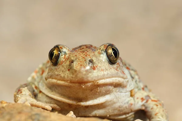 Retrato de sapo spadefoot bonito — Fotografia de Stock