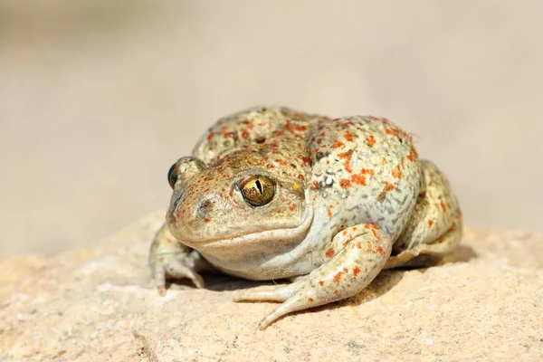 Close up de sapo comum spadefoot — Fotografia de Stock