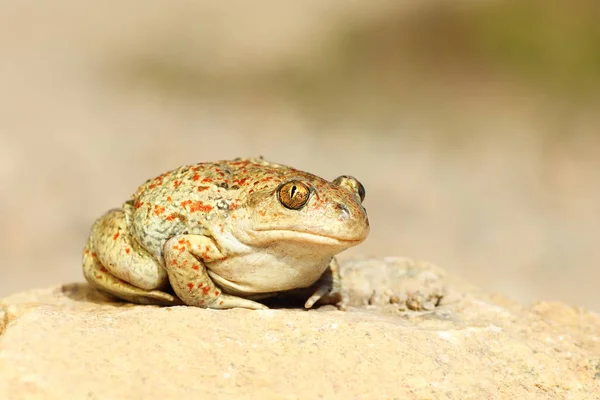 Schattig knoflook toad staande op de grond — Stockfoto