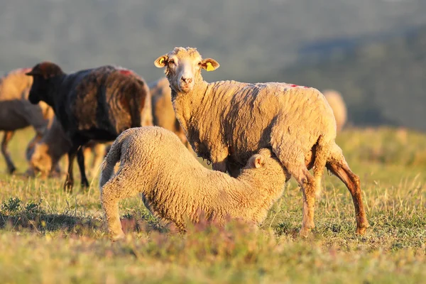 Schafe füttern ihren Nachwuchs — Stockfoto