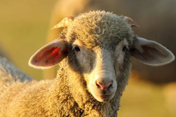 Porträtt av söta lamm — Stockfoto