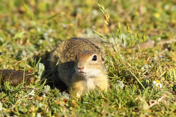 Curious juvenile ground squirrel — Stock Photo, Image