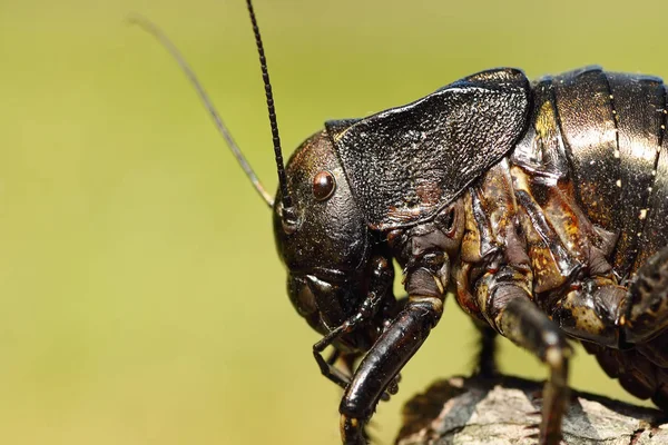 Imagem macro de grilo barriga grande — Fotografia de Stock