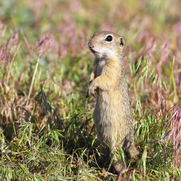 Alarmed european ground squirrel — Stock Photo, Image