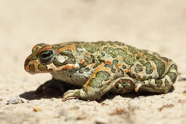 profile image of green toad