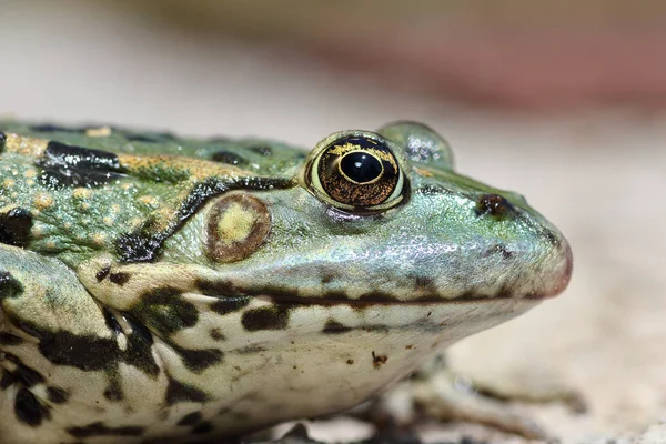 Vista de perfil de cabeza de rana pantanosa — Foto de Stock