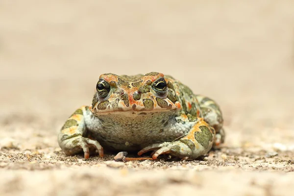 Jovem sapo verde bonito — Fotografia de Stock