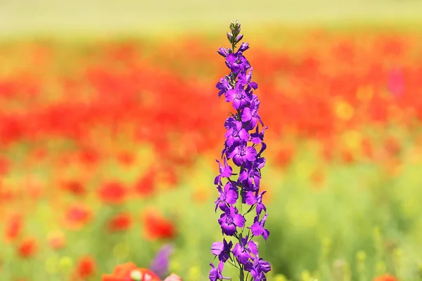 Purple wild flower purple wild flower — Stock Photo, Image