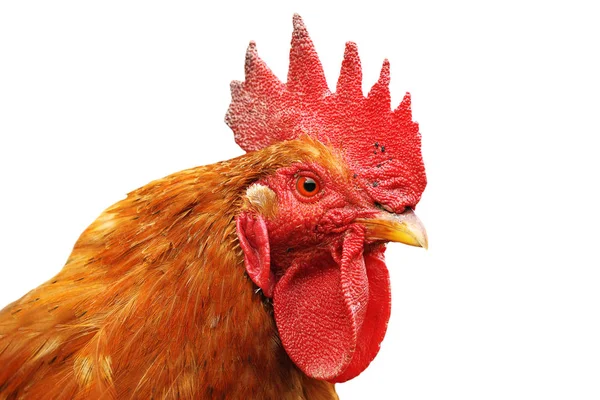 Potret terisolasi dari ayam jantan berwarna — Stok Foto