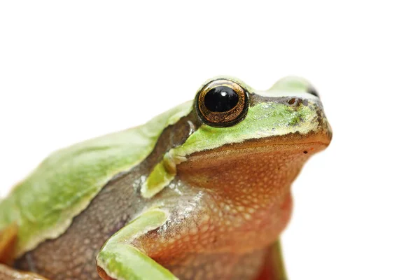Lindo retrato aislado de rana verde — Foto de Stock