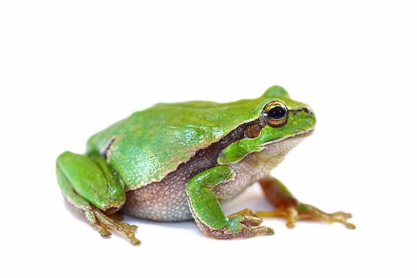 Sapo árvore verde colorido no fundo branco — Fotografia de Stock