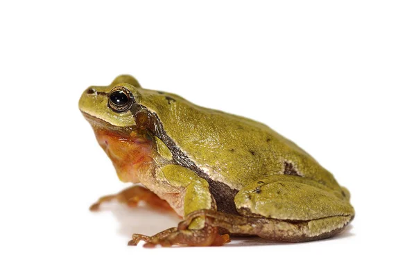 Studio shot of european tree frog — Stock Photo, Image