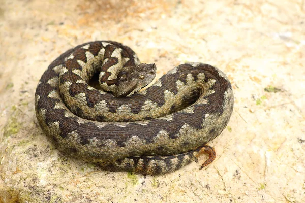 Sand viper basking on a rock — Stock Photo, Image