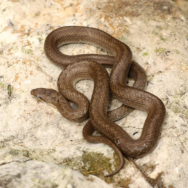 Pürüzsüz yılan bir taşa tadını çıkarma — Stok fotoğraf