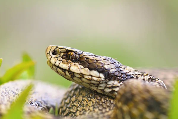 Potret makro dari ular berbisa — Stok Foto