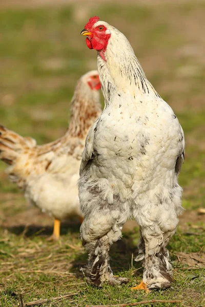 骄傲的公鸡在农家院里 — 图库照片