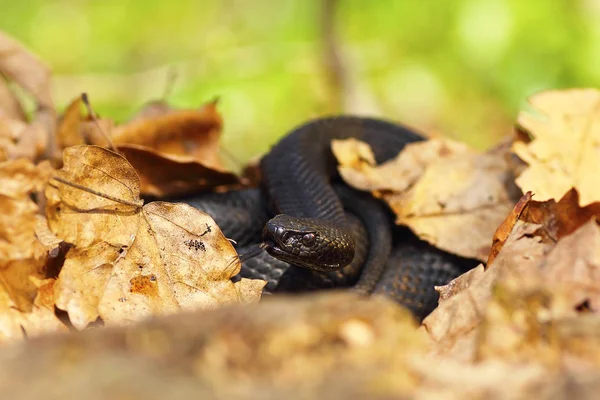 Nikolskii black viper hiding amongst leaves — Stock Photo, Image