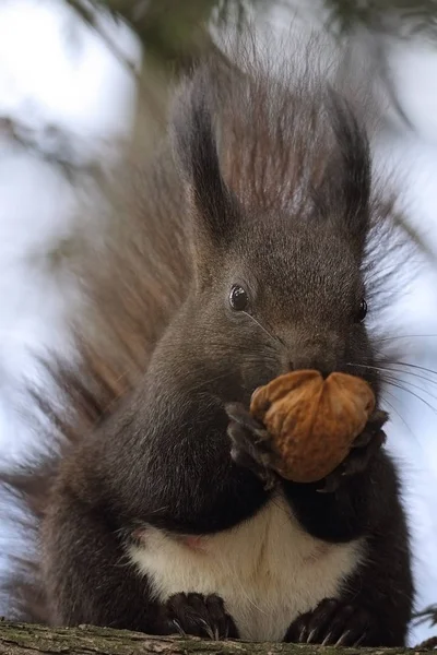 Linda ardilla roja comiendo nuez en el árbol — Foto de Stock