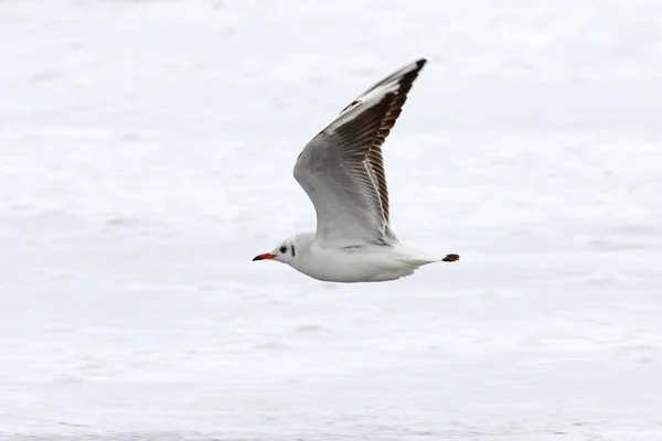 Gaviota de cabeza negra juvenil en vuelo —  Fotos de Stock