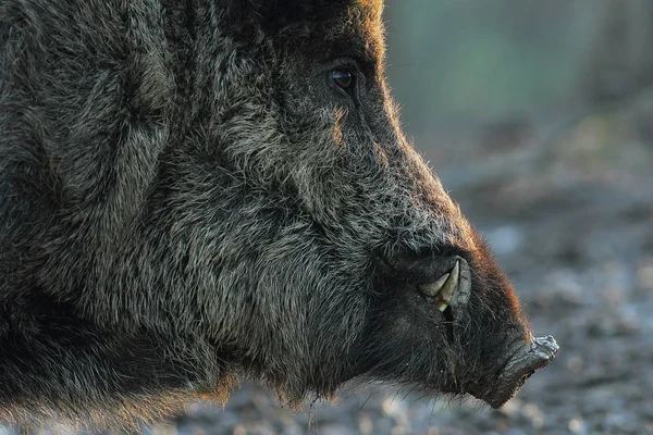 Close-up van wild zwijn hoofd — Stockfoto