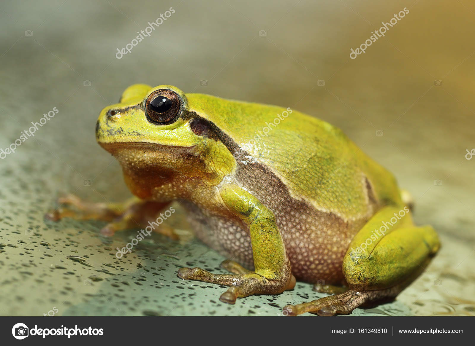 動物画像無料 Hd限定アマガエル 画像 可愛い 動物画像無料 Hd限定アマガエル 画像 可愛い