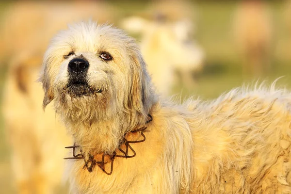 Ladridos perro pastor de cerca — Foto de Stock