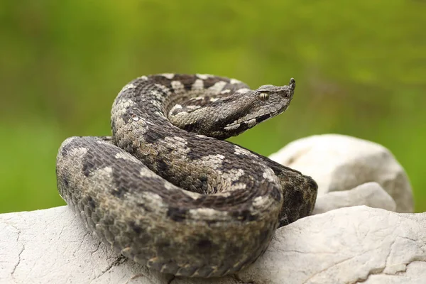 Gyönyörű orrú vipera, egy sziklán — Stock Fotó