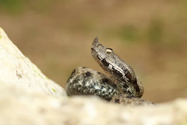 Jadowitego węża Europejskiej indeksowania na skale z bliska — Zdjęcie stockowe