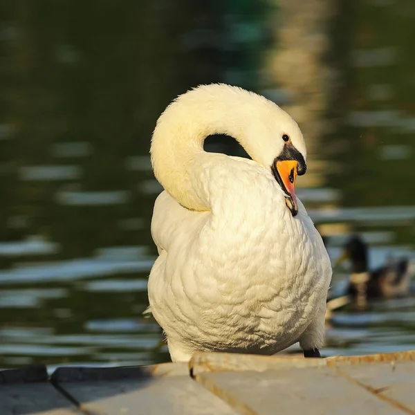 Primer plano de cisne mudo en el parque —  Fotos de Stock